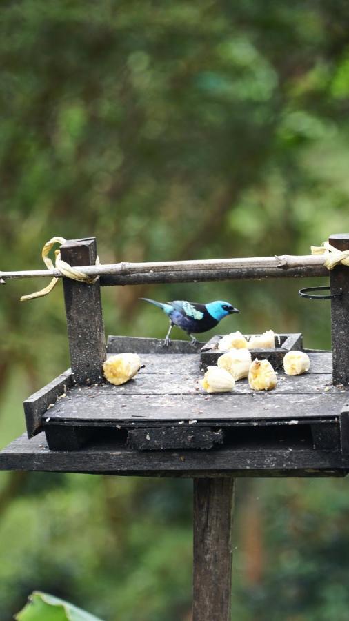 Creo Ecolodge Jardin Ngoại thất bức ảnh
